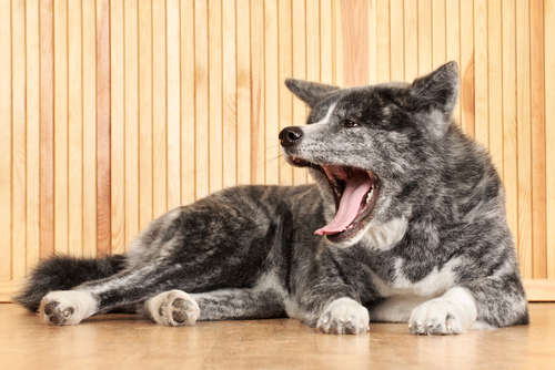 動物,犬,猫,しつけ,飼い方,育て方,病気,健康