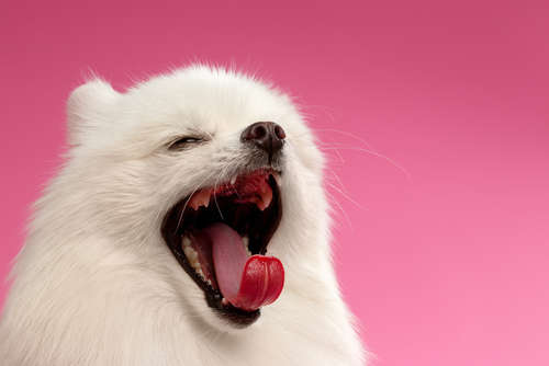 動物,犬,猫,しつけ,飼い方,育て方,病気,健康