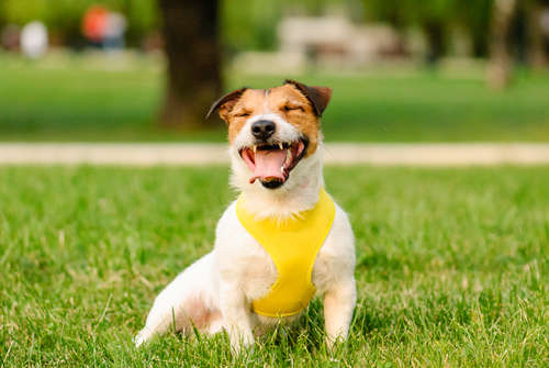 動物,犬,猫,しつけ,飼い方,育て方,病気,健康