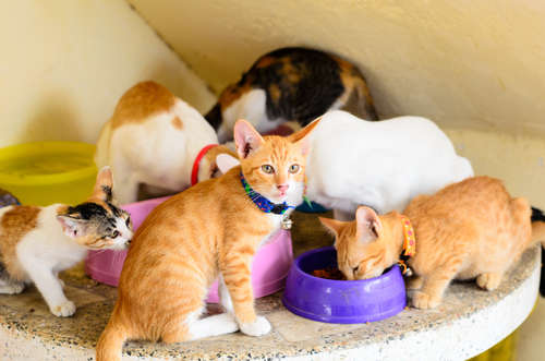 動物,犬,猫,しつけ,飼い方,育て方,病気,健康