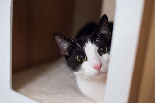動物,犬,猫,しつけ,飼い方,育て方,病気,健康