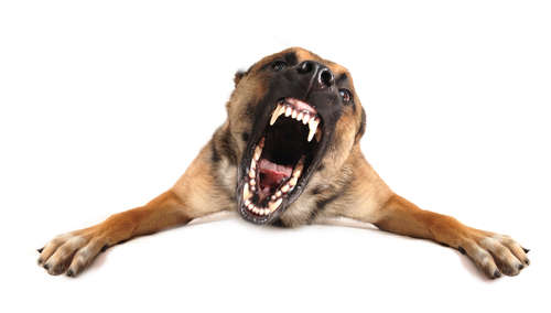 動物,犬,猫,しつけ,飼い方,育て方,病気,健康