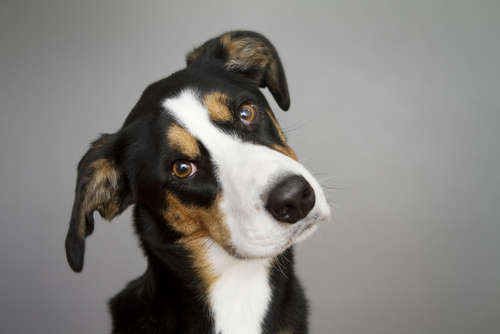動物,犬,猫,しつけ,飼い方,育て方,病気,健康