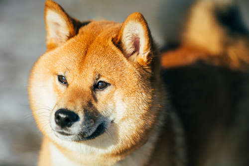 動物,犬,猫,しつけ,飼い方,育て方,病気,健康