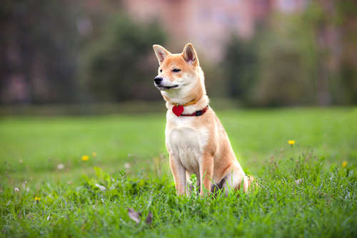 動物,犬,猫,しつけ,飼い方,育て方,病気,健康
