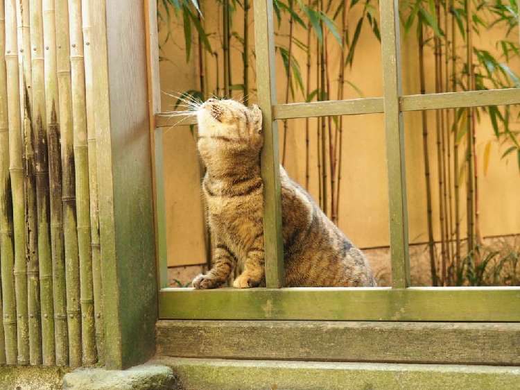 首の裏がかゆいのかな?