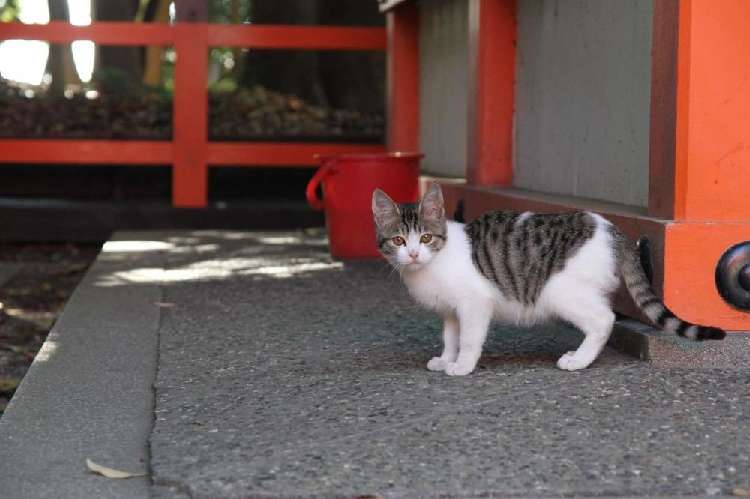 お賽銭どろぼう猫じゃにゃいよ!