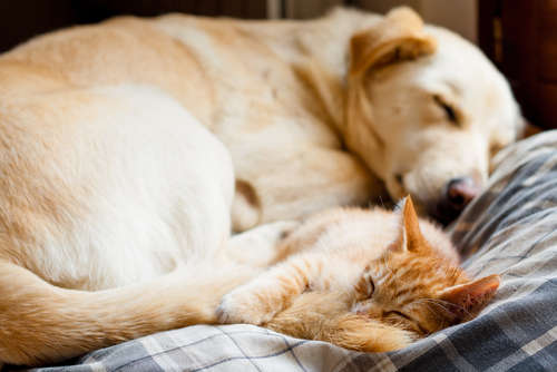 動物,犬,猫,しつけ,飼い方,育て方,病気,健康