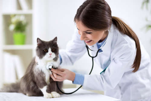 動物,犬,猫,しつけ,飼い方,育て方,病気,健康
