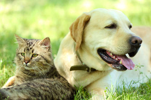 動物,犬,猫,しつけ,飼い方,育て方,病気,健康
