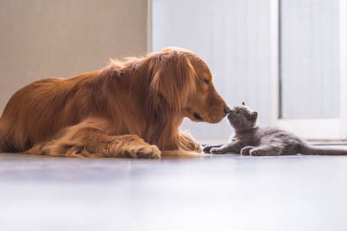 動物,犬,猫,しつけ,飼い方,育て方,病気,健康