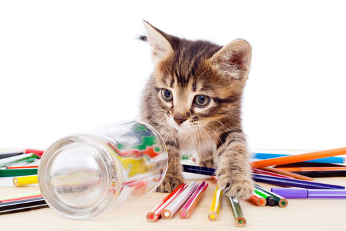 動物,犬,猫,しつけ,飼い方,育て方,病気,健康