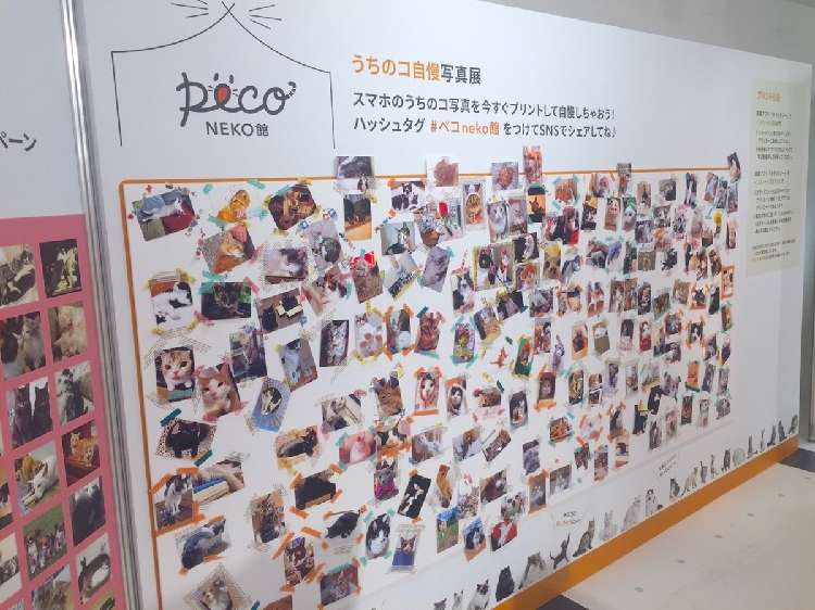 動物,犬,猫,しつけ,飼い方,育て方,病気,健康