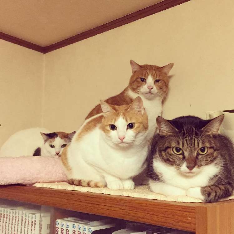 #ペコneko館_京都のねこ