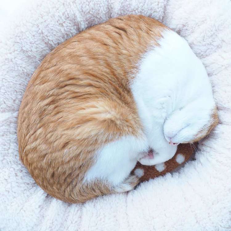 ペコneko館_冬のねこ