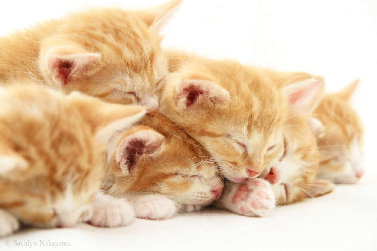 動物,犬,猫,しつけ,飼い方,育て方,病気,健康