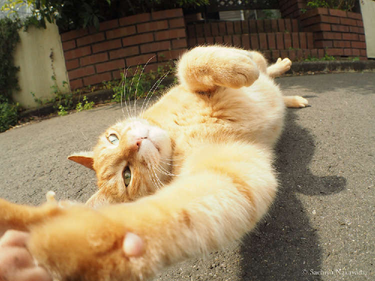 動物,犬,猫,しつけ,飼い方,育て方,病気,健康