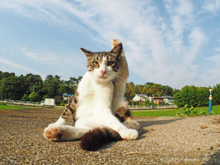 動物,犬,猫,しつけ,飼い方,育て方,病気,健康