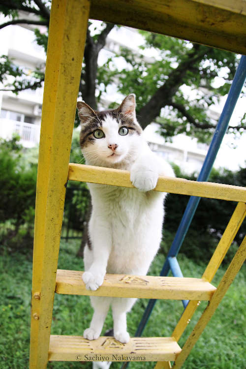 動物,犬,猫,しつけ,飼い方,育て方,病気,健康