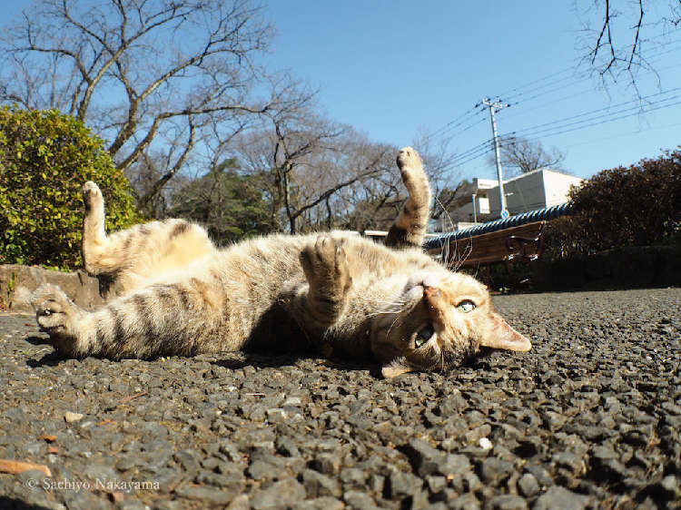 動物,犬,猫,しつけ,飼い方,育て方,病気,健康