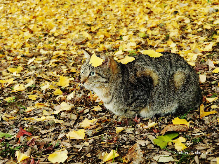 動物,犬,猫,しつけ,飼い方,育て方,病気,健康