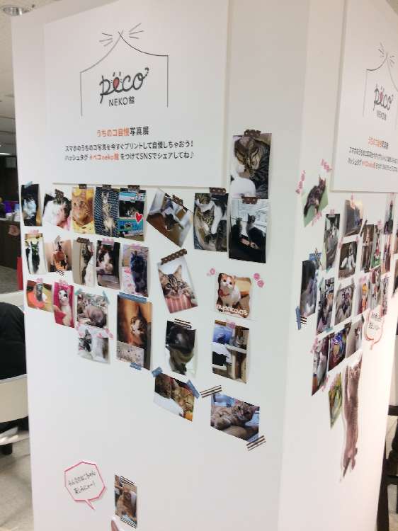うちのコ自慢写真展