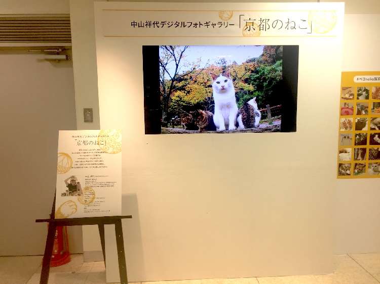 中山祥代デジタルフォトギャラリー「京都のねこ」