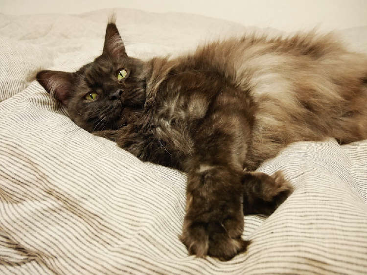 動物,犬,猫,しつけ,飼い方,育て方,病気,健康