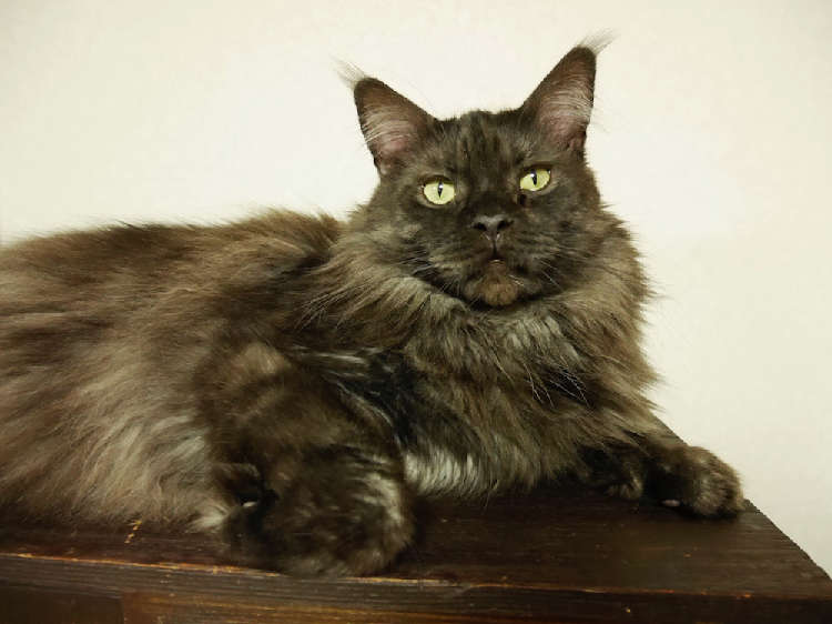 動物,犬,猫,しつけ,飼い方,育て方,病気,健康