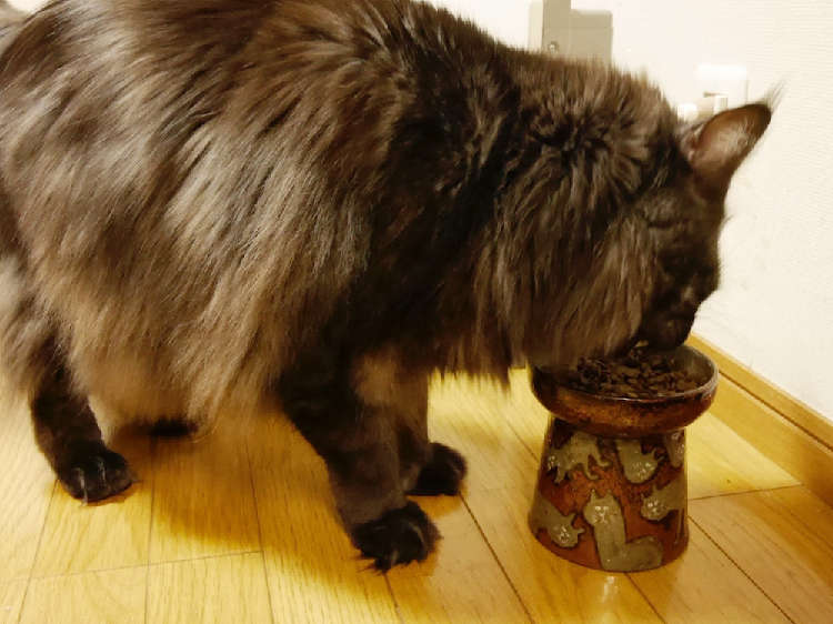 動物,犬,猫,しつけ,飼い方,育て方,病気,健康