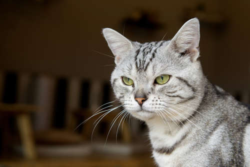 動物,犬,猫,しつけ,飼い方,育て方,病気,健康