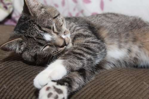 動物,犬,猫,しつけ,飼い方,育て方,病気,健康