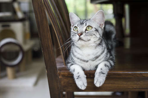 動物,犬,猫,しつけ,飼い方,育て方,病気,健康