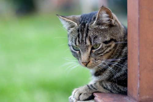 動物,犬,猫,しつけ,飼い方,育て方,病気,健康