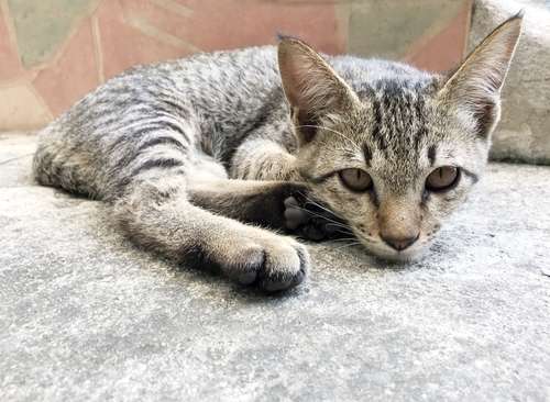 動物,犬,猫,しつけ,飼い方,育て方,病気,健康