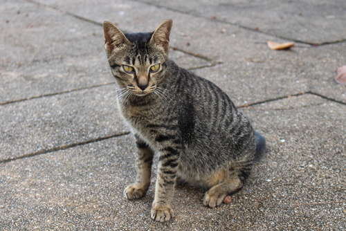 動物,犬,猫,しつけ,飼い方,育て方,病気,健康