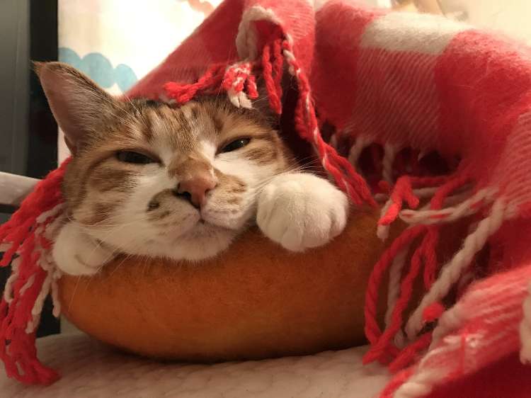 動物,犬,猫,しつけ,飼い方,育て方,病気,健康