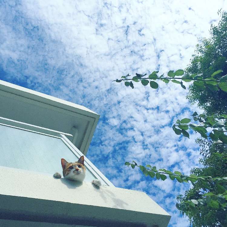 動物,犬,猫,しつけ,飼い方,育て方,病気,健康