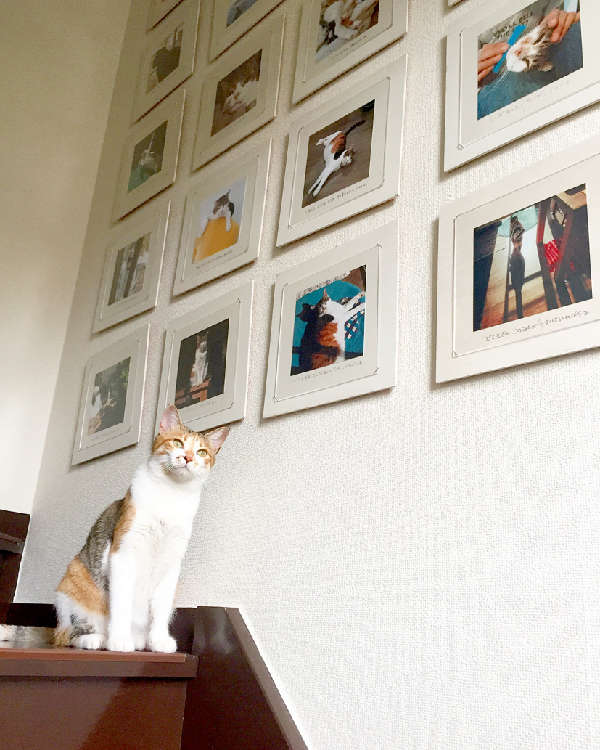 動物,犬,猫,しつけ,飼い方,育て方,病気,健康