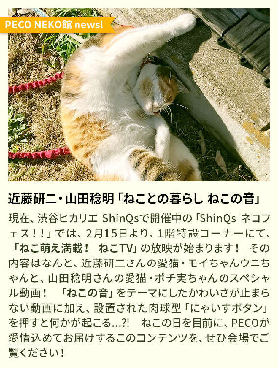 動物,犬,猫,しつけ,飼い方,育て方,病気,健康