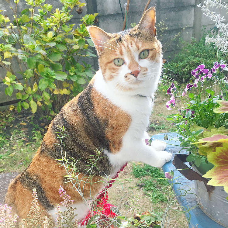 動物,犬,猫,しつけ,飼い方,育て方,病気,健康