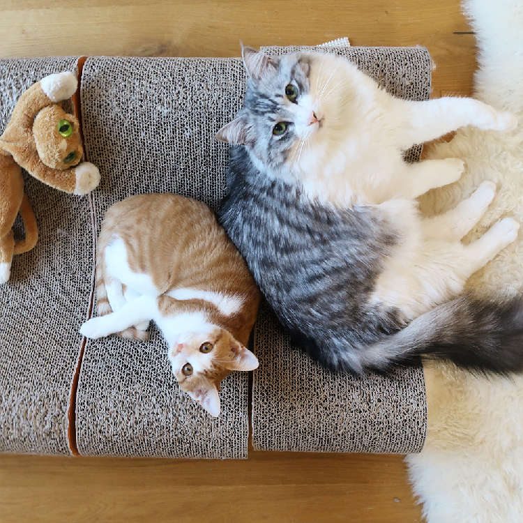 動物,犬,猫,しつけ,飼い方,育て方,病気,健康