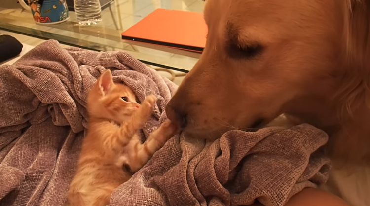 動物,犬,猫,しつけ,飼い方,育て方,病気,健康