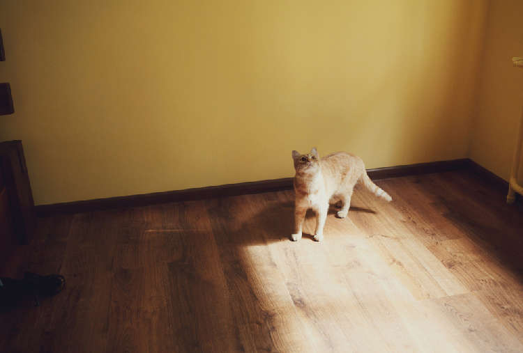 動物,犬,猫,しつけ,飼い方,育て方,病気,健康