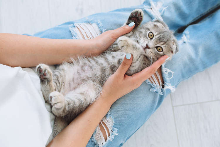 動物,犬,猫,しつけ,飼い方,育て方,病気,健康