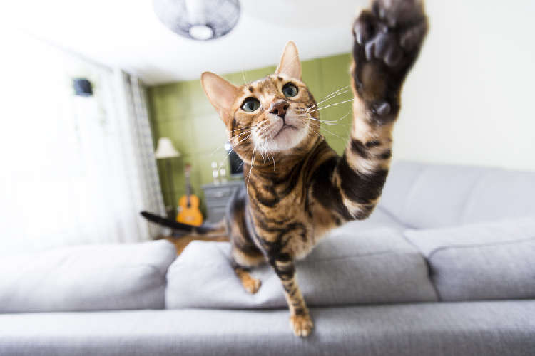 動物,犬,猫,しつけ,飼い方,育て方,病気,健康