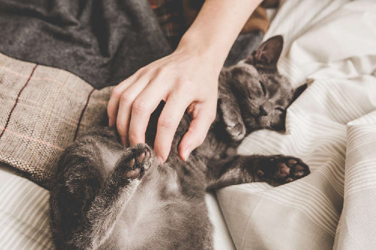 動物,犬,猫,しつけ,飼い方,育て方,病気,健康