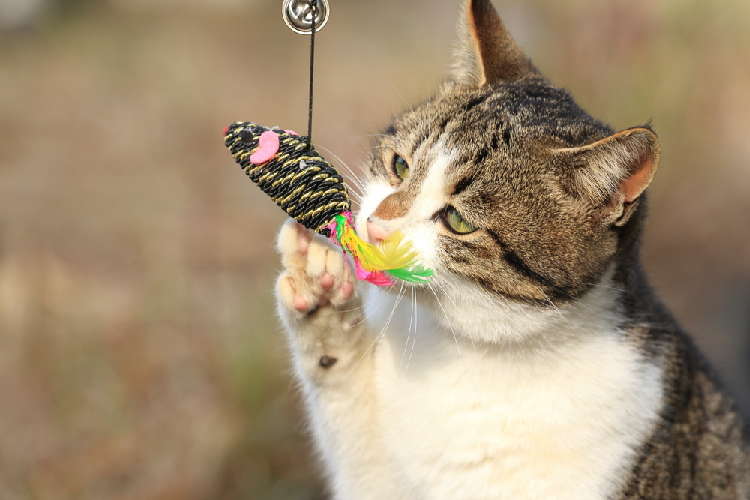 動物,犬,猫,しつけ,飼い方,育て方,病気,健康