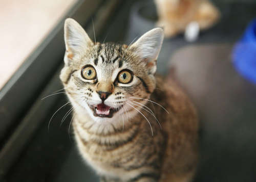猫の鳴き声の意味が知りたい! 「ニャー!」からつかむ猫の気持ち。
