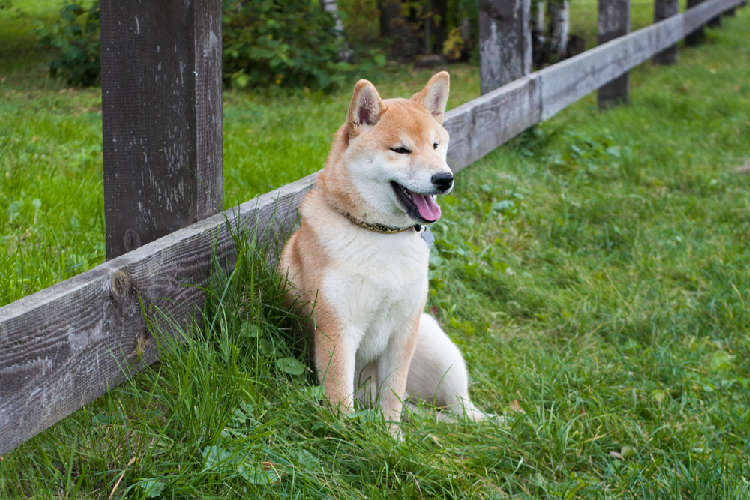 柴犬をケージで飼う ~メリットと選ぶポイント~